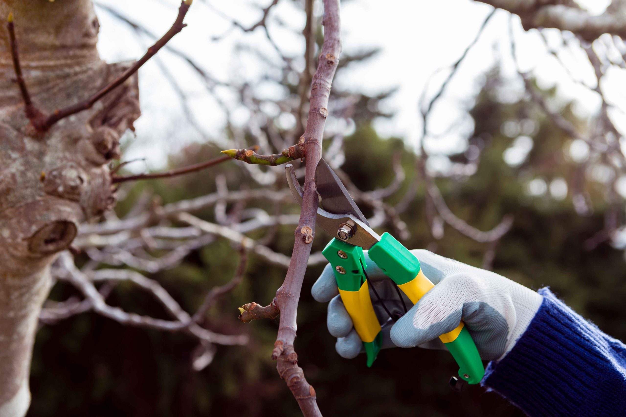 A close-up of a gloved hand using pruning shears to trim an overhanging tree branch, illustrating the importance of preventing roof damage by trimming nearby trees.